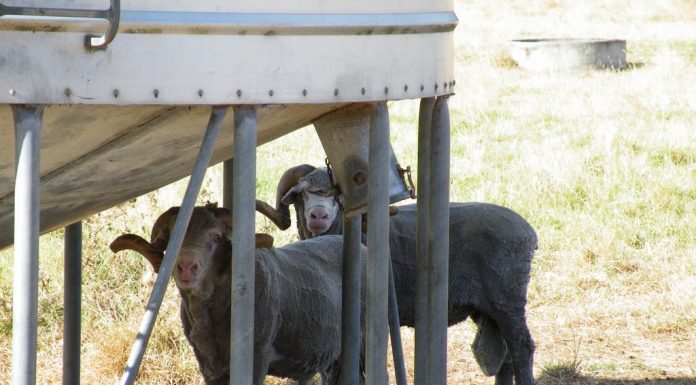 News from down under