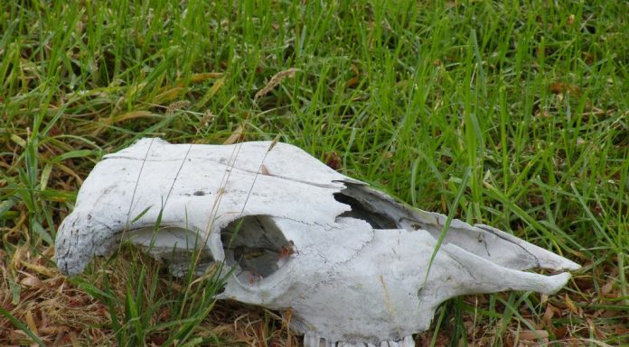 La petite maison dans la prairie