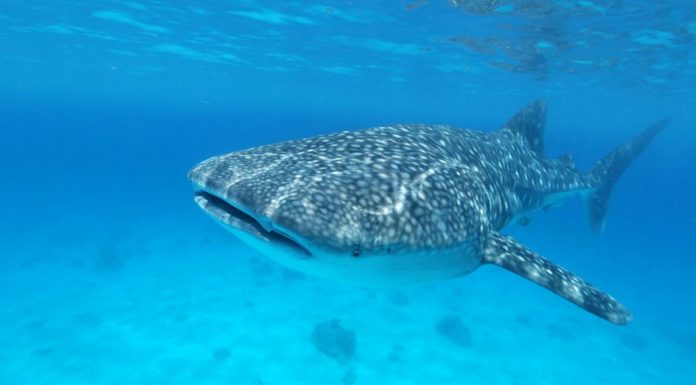 Notre requin baleine!